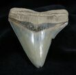 Carcharocles Chubutensis Transitional Tooth #1367-2